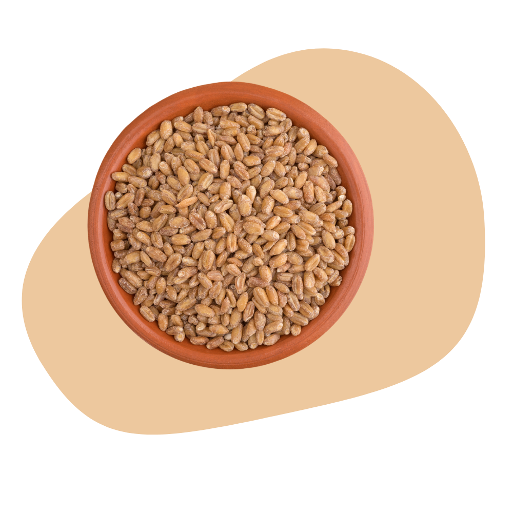 WHEAT BERRIES